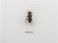 藏品(白縞天牛)的圖片